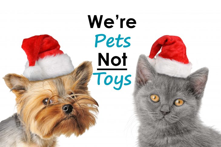 https://www.nysenate.gov/sites/default/files/2023/12/04/pets-are-not-always-good-gifts.jpg