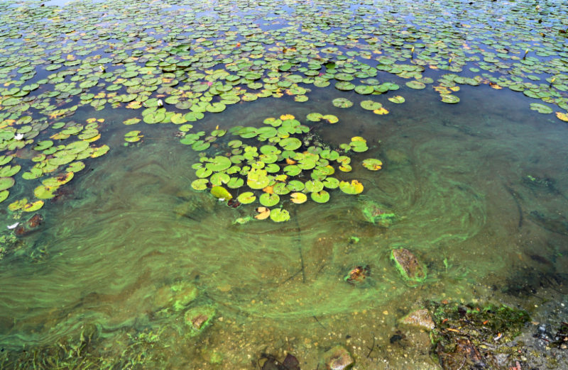 murphy_sets_a_watermark_with_legislation_to_help_eliminate_hazardous_algal_blooms_in_local_lakes2.png