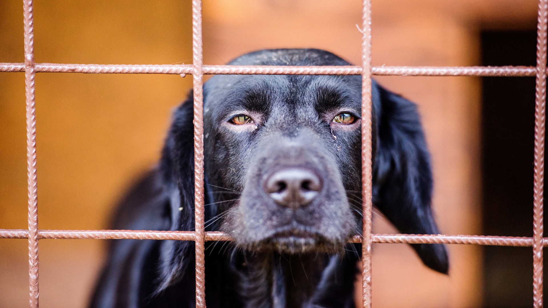 Senator Michelle Hinchey’s Bill to Protect Abandoned Animals in Vacant ...
