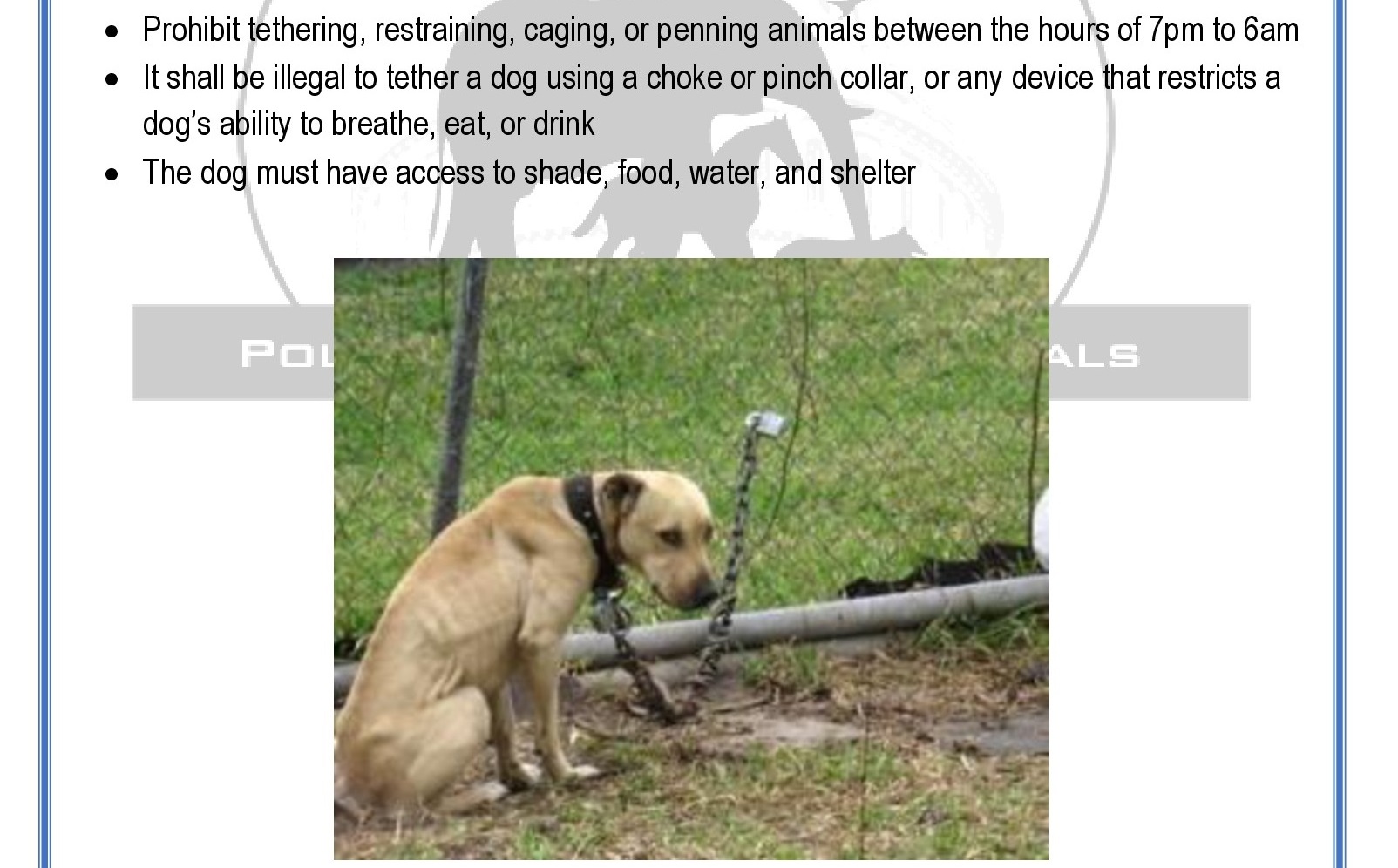 Kaminsky Announces Support of Anti-Animal Abuse Legislation | NY State Senate Kaminsky Announces Support of Anti-Animal Abuse Legislation | NY State Senate