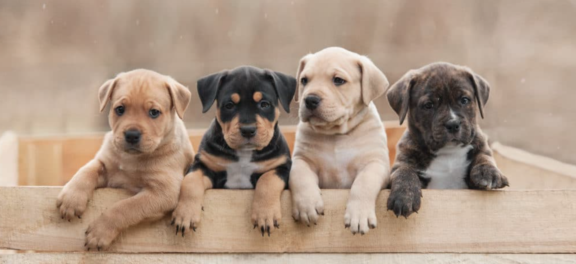 Senate Majority Advances Legislation to Strengthen Animal Protections During National Pet Week | NY State Senate Senate Majority Advances Legislation to Strengthen Animal Protections During National Pet Week | NY State Senate
