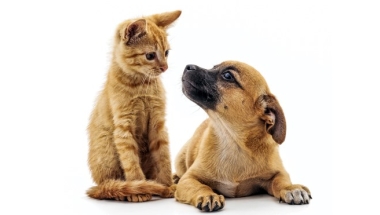 Strengthen Animal Cruelty Laws