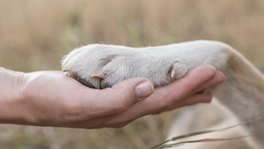 Paw in hand 