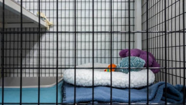 Animal shelter stock