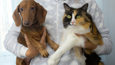 Dog cat stock