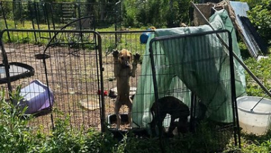 Schoharie County animals rescued