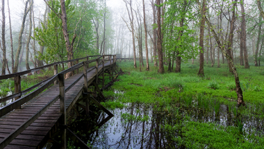 Great Swamp