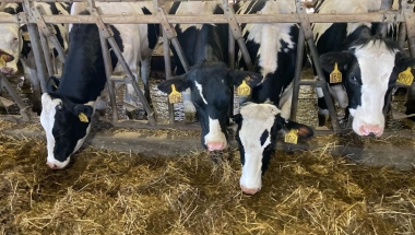Cows