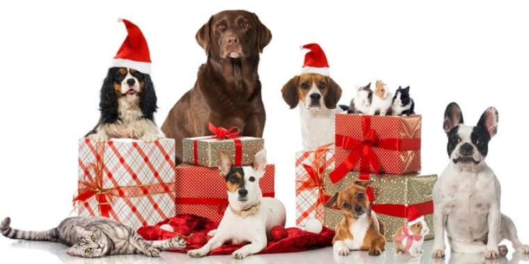 It's important to take extra special care of your pets during the winter and holiday season.