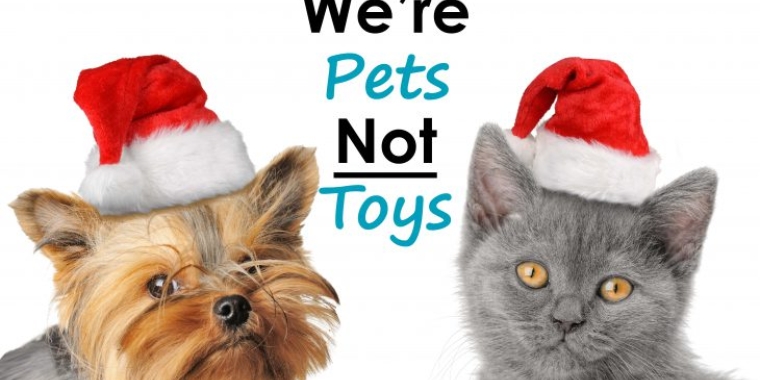 Pets are not always good gifts.