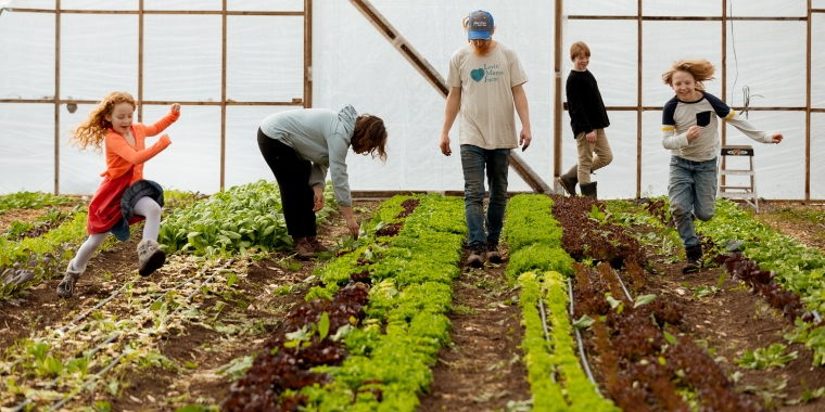 Farmers tend to greenhouse crop.