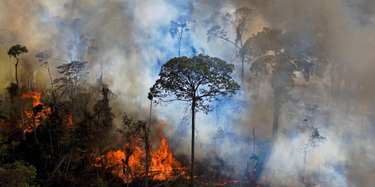A single tree stands in the middle of a burning tropical rainforest.