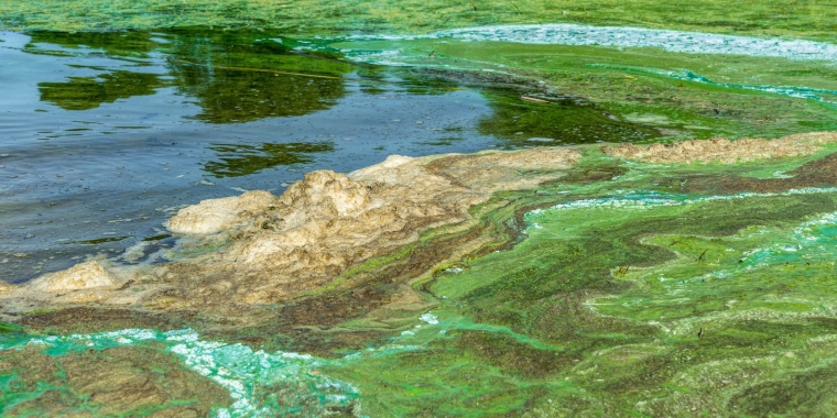 Harmful Algal Bloom Harmful Algal Bloom