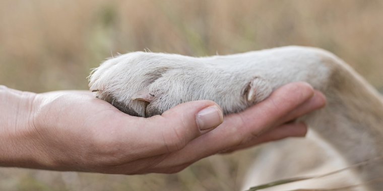 Paw in hand Paw in hand