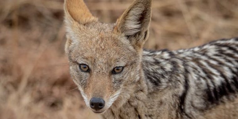 coyote