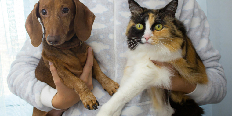 Dog cat stock