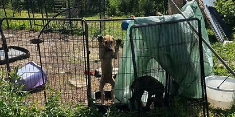 Schoharie County animals rescued