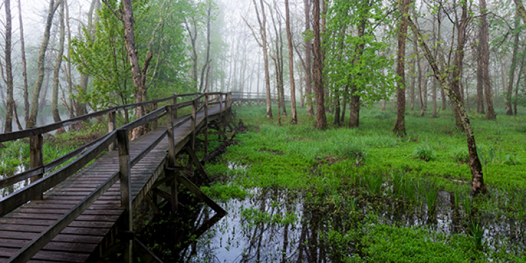 Great Swamp