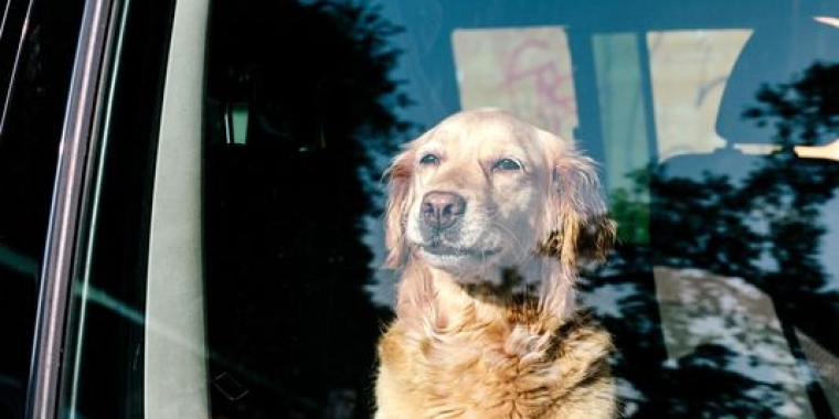Keep your pets safe the from the dangers of extreme heat.