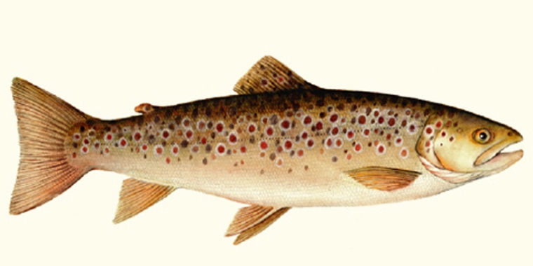 Opening Day of trout season arrives on Monday, April 1.