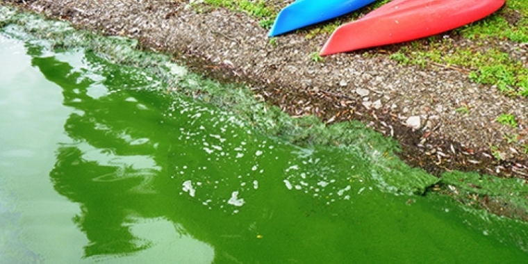 Municipalities, soil and water conservation districts, and not-for-profit organizations are eligible to apply for state grant funding to help combat Harmful Algal Blooms (HABs) on impacted lakes and other waterbodies.