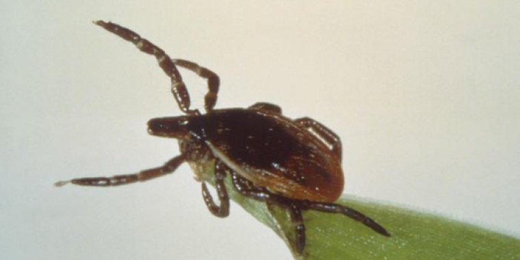 As Summer Continues, Take Charge Against Ticks