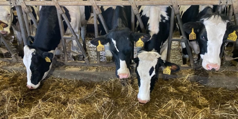 Cows