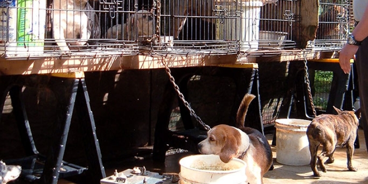 Senator Grisanti Continues Push For Stronger Animal Cruelty Laws With Bill  To Crack Down On Puppy Mills | NY State Senate