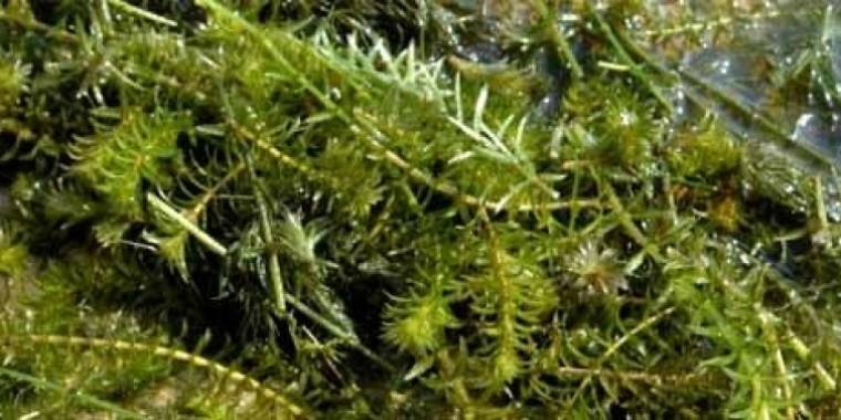 Hydrilla and other invasive species can wreak havoc on local environments and local economies.
