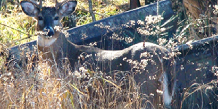 Regular deer hunting season in the Southern Zone starts on Saturday.